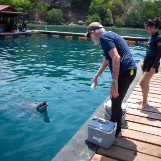 Ric O’Barry, Founder/Director of Dolphin Project feeds Rocky and Rambo, Bali Dolphin Sanctuary, Indonesia. Credit: DolphinProject.com/Tim Calver
