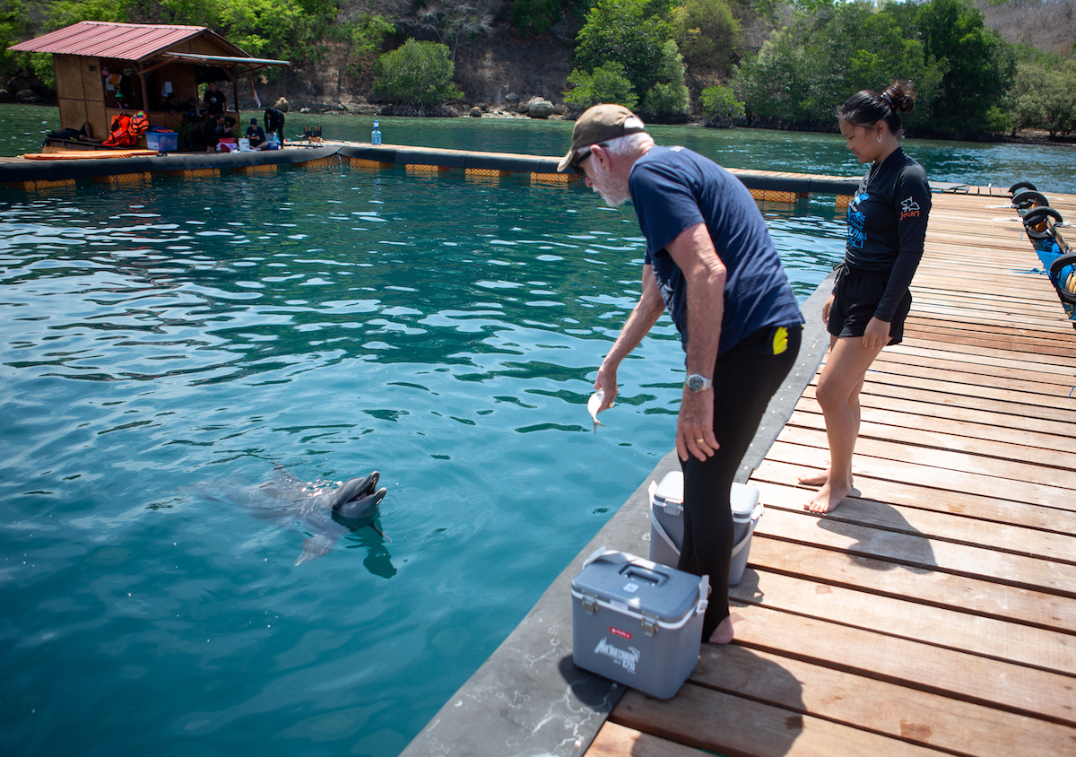 Ric O’Barry, Founder/Director of Dolphin Project feeds Rocky and Rambo, Bali Dolphin Sanctuary, Indonesia. Credit: DolphinProject.com/Tim Calver