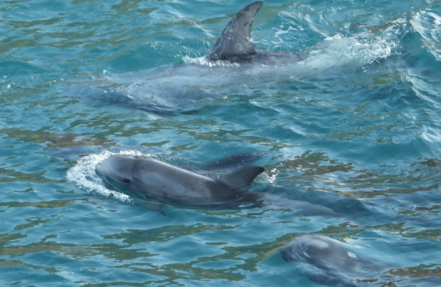 Risso's dolphin calf