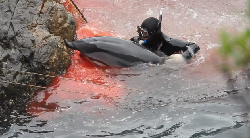 Dolphin Project Cove Monitors document gruesome injury to dolphin’s upper jaw after being driven into the Cove to be slaughtered, Taiji, Japan.