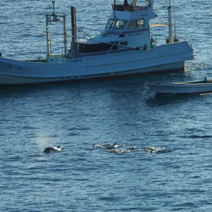 Striped dolphins and banger boats The pod is no match for the fleet of hunting boats | Credit: DolphinProject.com