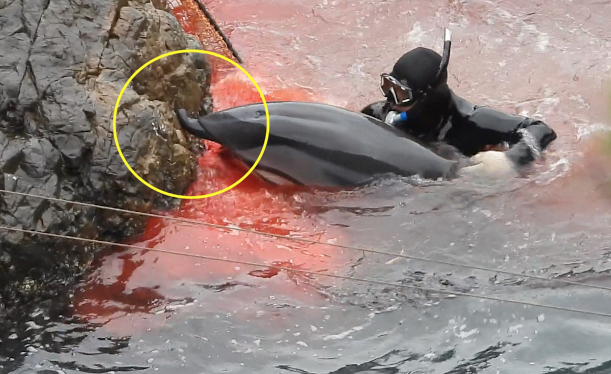 Dolphin’s upper jaw appears to bend backwards during horrific struggle in the Cove, Taiji, Japan.