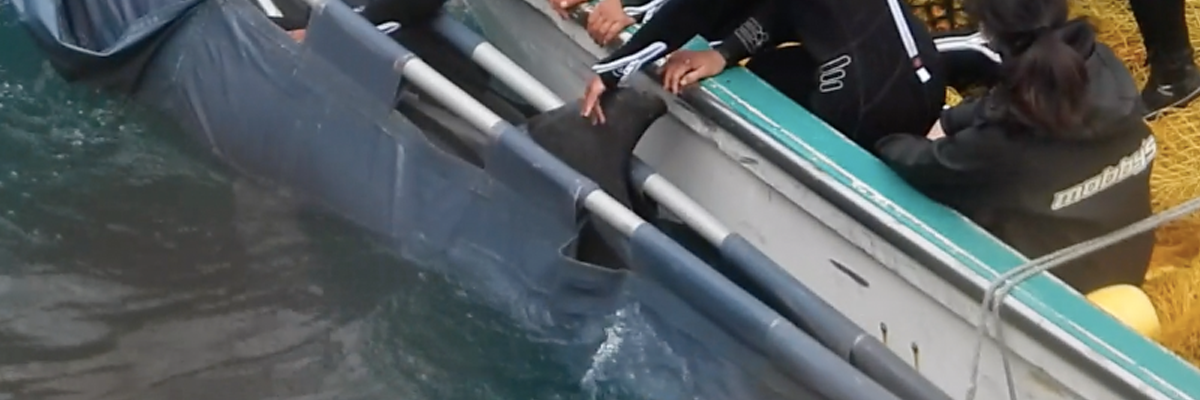 Trainers take dolphin away Trainers take dolphin away