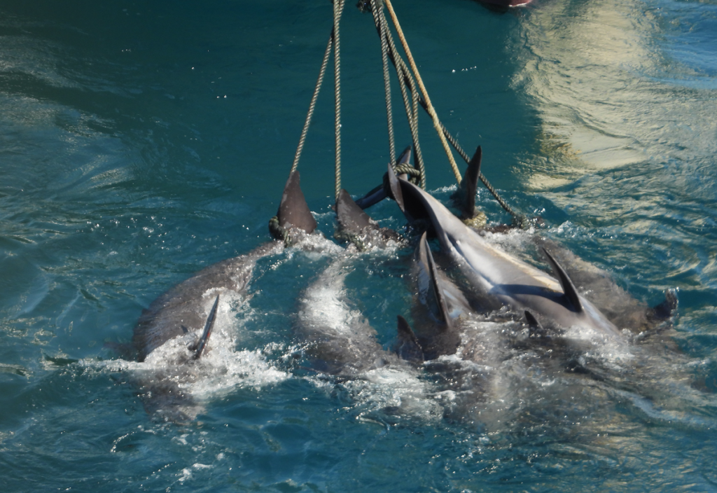 Dead melon headed whales