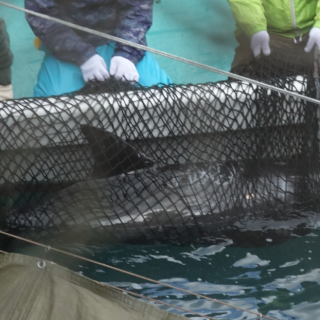 Risso's dolphin netted for captive selection