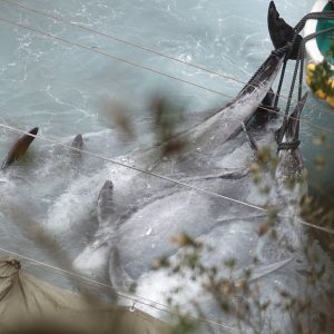 After a grueling hours-long chase, a pod of Risso’s dolphins is slaughtered, Taiji, Japan After a grueling hours-long chase, a pod of Risso’s dolphins is slaughtered, Taiji, Japan
