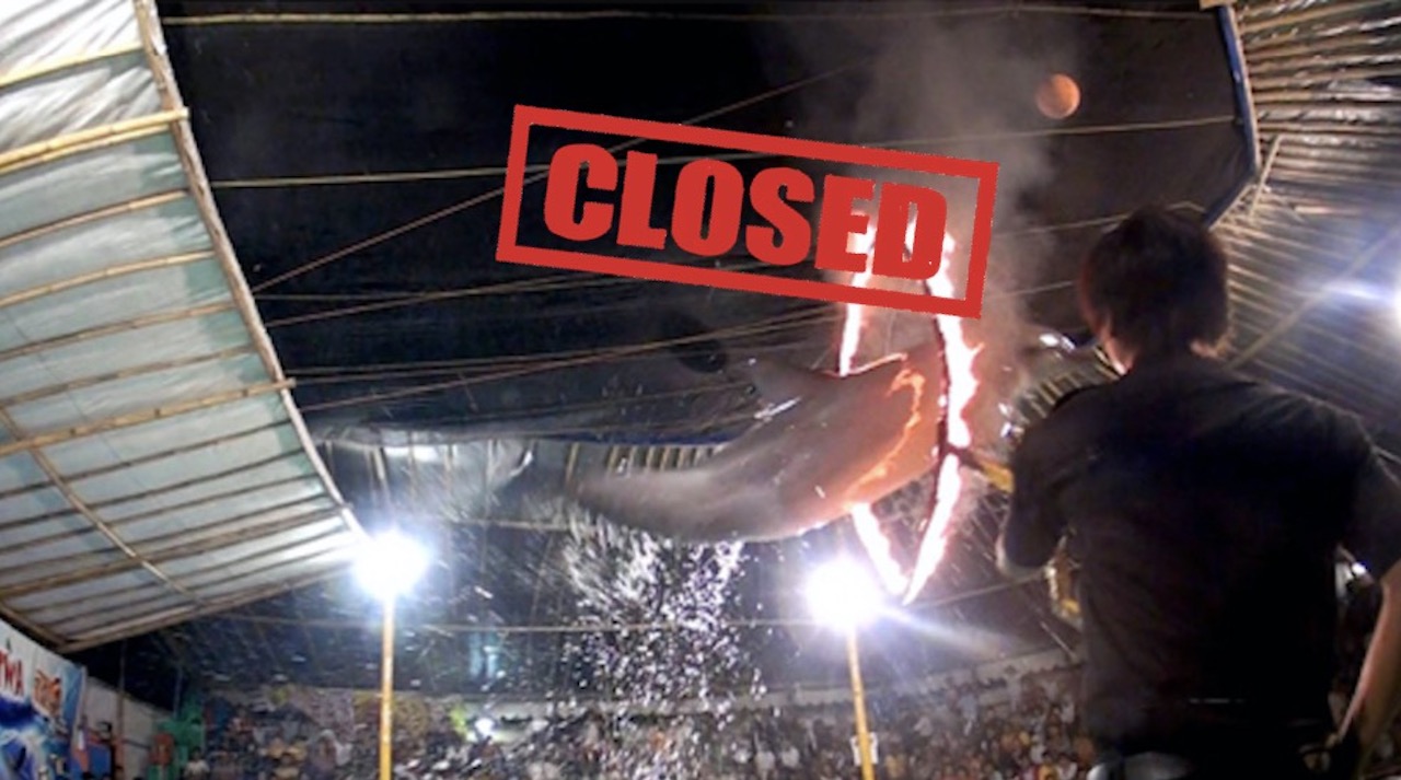 Indonesia’s barbaric traveling dolphin circus CLOSED