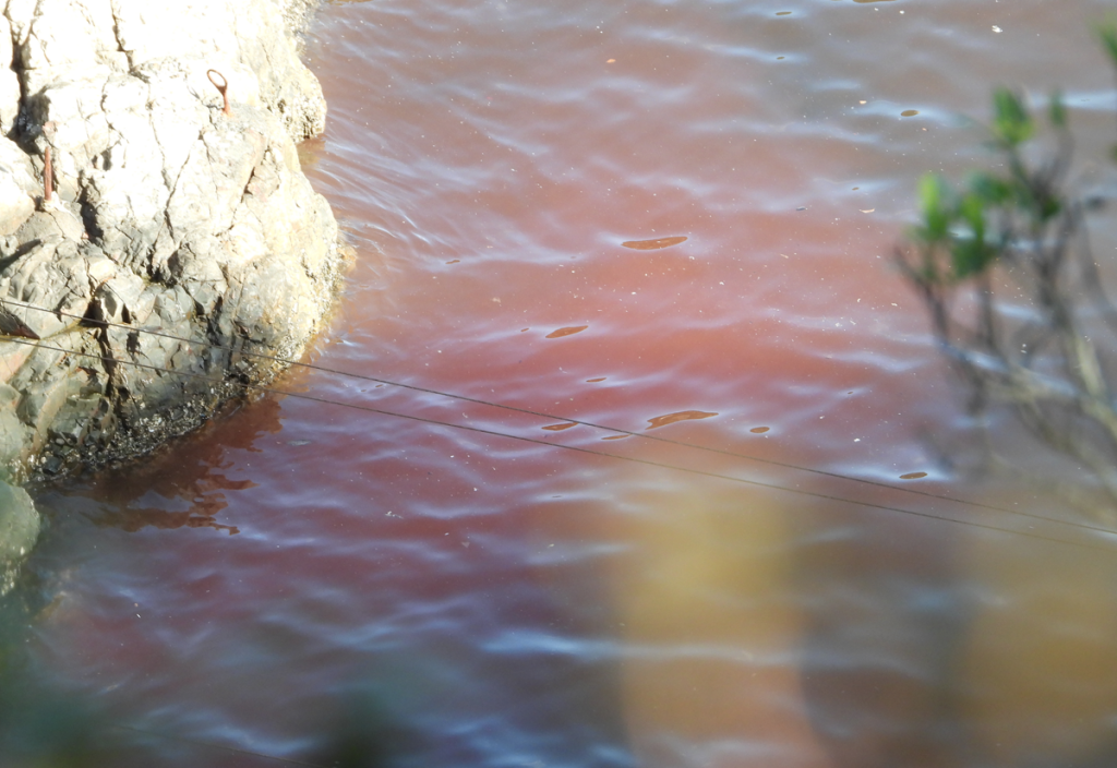 Striped dolphin blood
