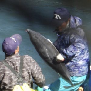 Juvenile striped dolphin thrown onto skiff for slaughter, Taiji, Japan