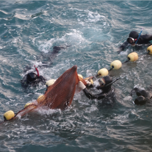 Brutality in the Cove as bottlenose dolphins are selected for “life” in captivity, Taiji, Japan Brutality in the Cove as bottlenose dolphins are selected for “life” in captivity, Taiji, Japan