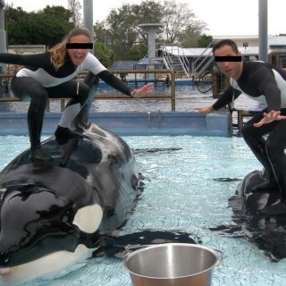 SeaWorld trainers stand on captive orcas
