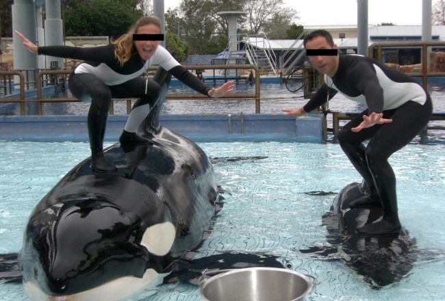 SeaWorld trainers stand on captive orcas