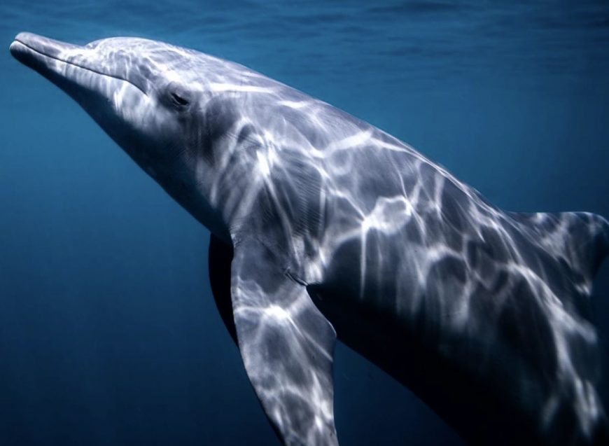 Dewa at the Bali Dolphin Sanctuary, credit: Pepe Arcos