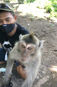 Our team rescues a monkey once held as a pet, Bali, Indonesia.