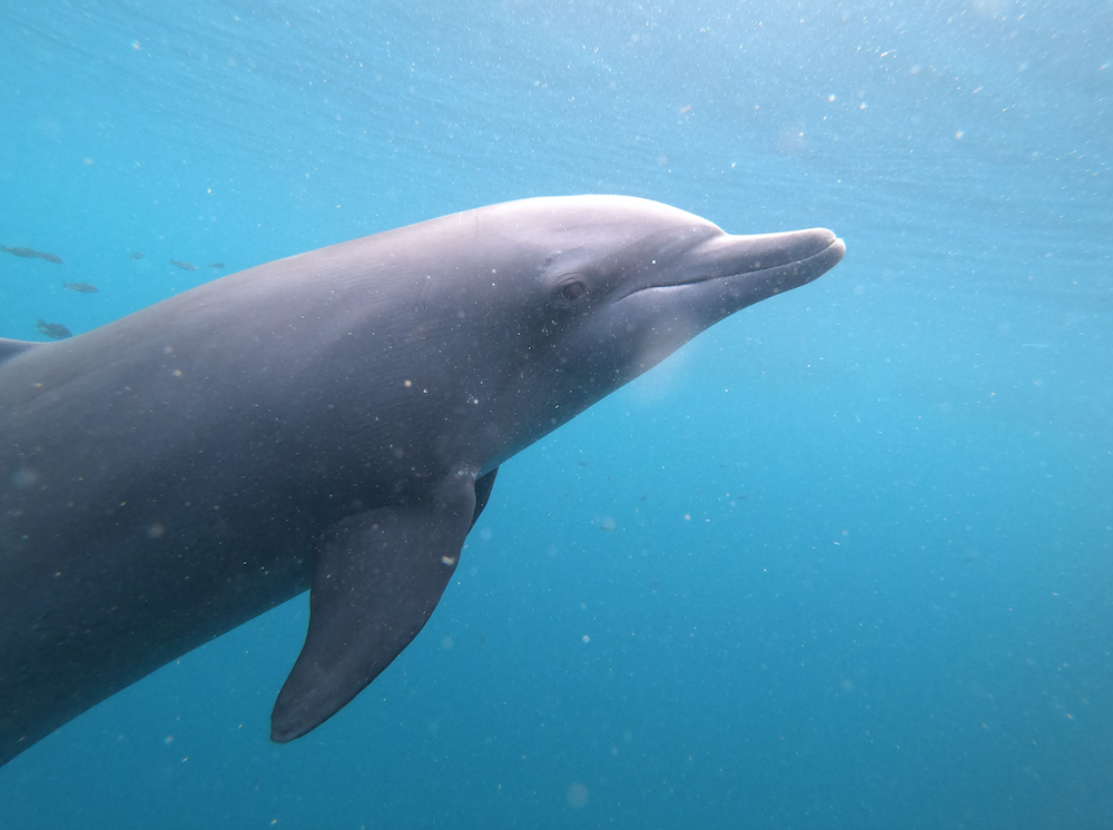 Rambo, Bali Dolphin Sanctuary, Bali, Indonesia