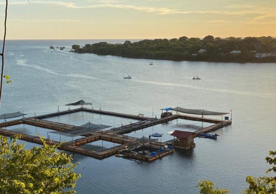 Bali Dolphin Sanctuary