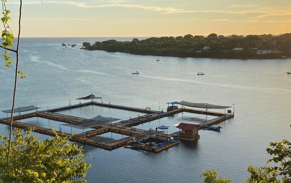 Bali Dolphin Sanctuary