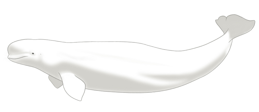 beluga whale