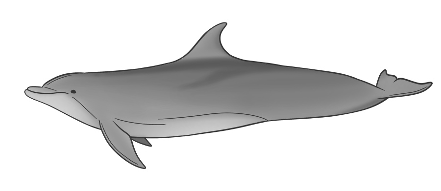 Bottlenose dolphin