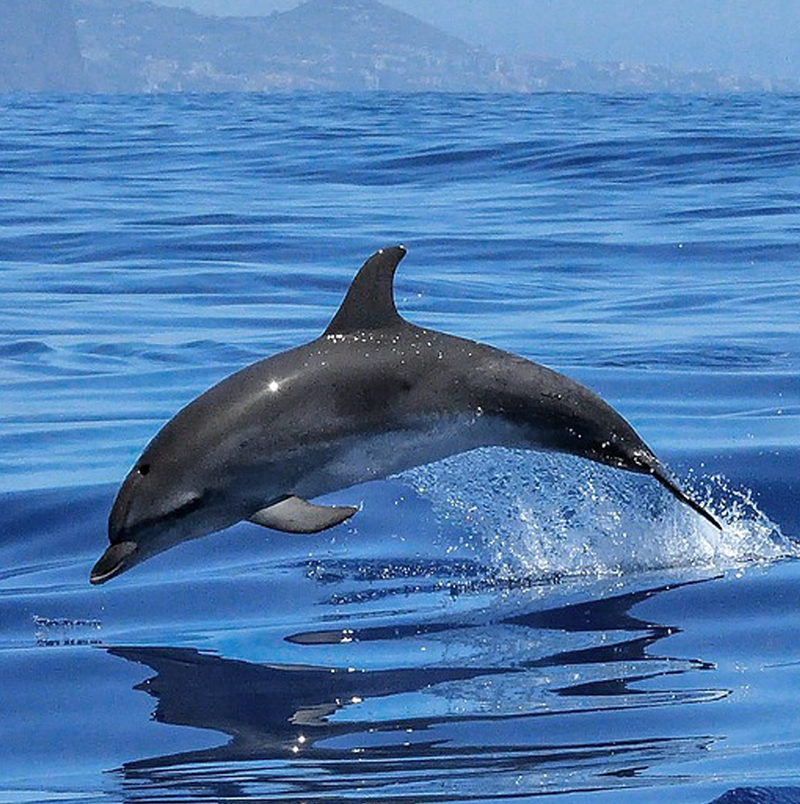 Wild dolphin jump thumbnail