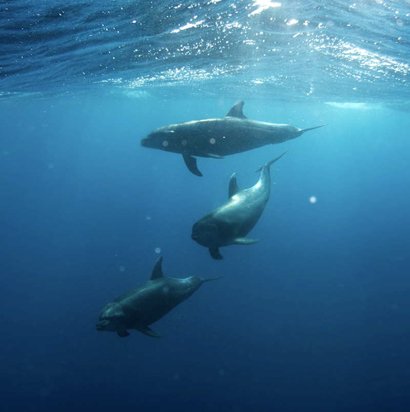Wild dolphins underwater thumbnail