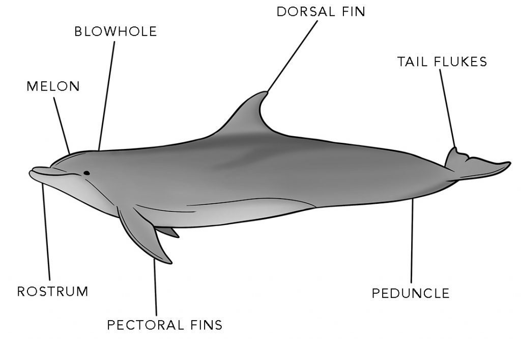 dolphin diagram