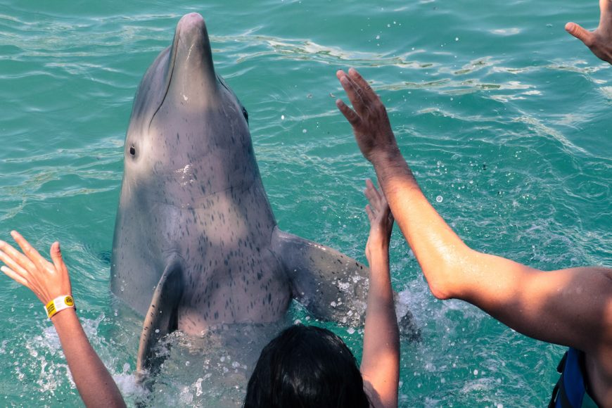 Mexico dolphins