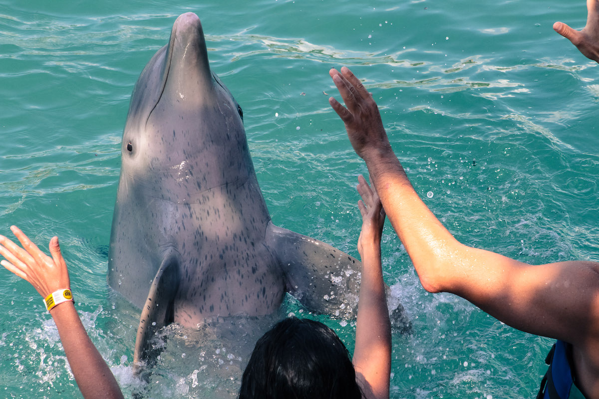 Mexico dolphins
