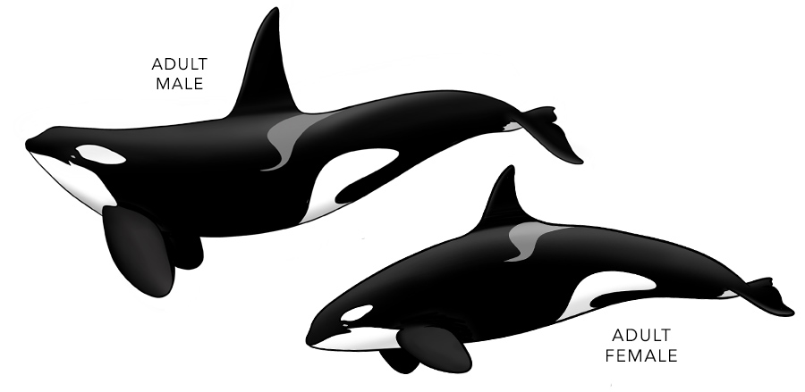 Orca killer whale male and female