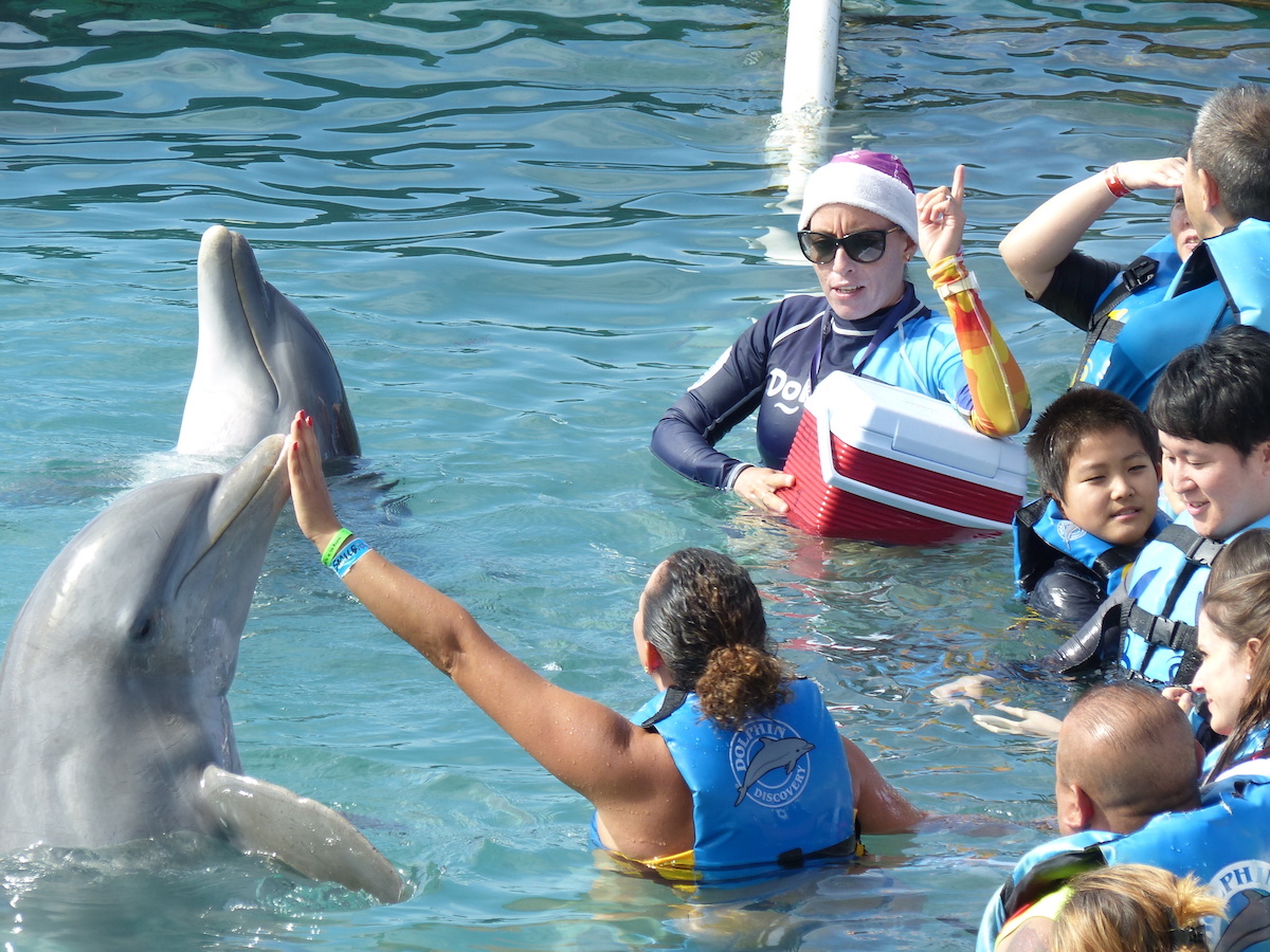 Swim with programs in Mexico contribute to the continuing exploitation of dolphins throughout the country.