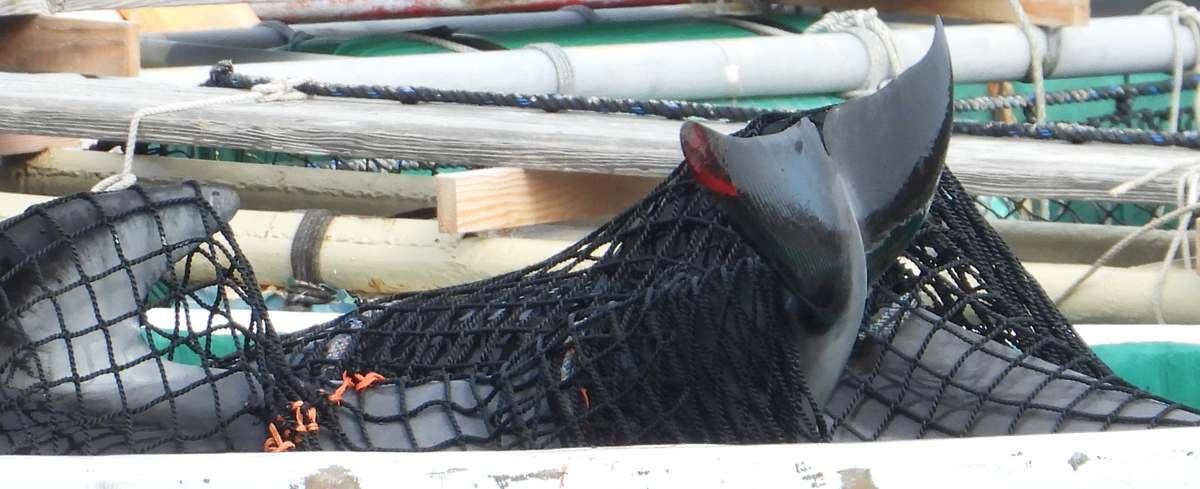 Image of dolphin tail in net taken from Taiji Japan dolphin hunts