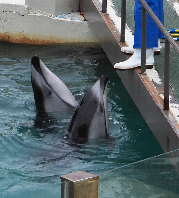 captive pacific white sided dolphins