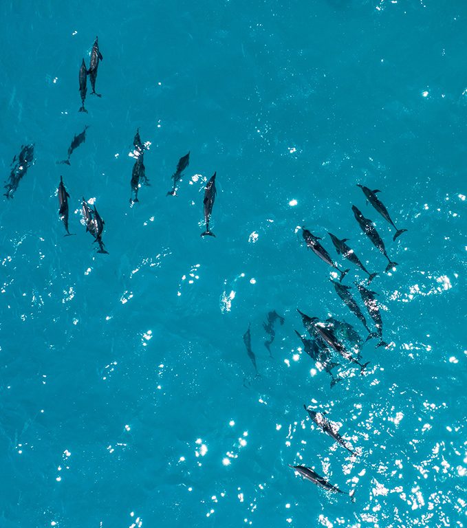 wild dolphins aerial