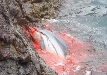 Striped dolphins panic in Taiji, Japan.after being driven into the Cove