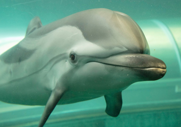 striped dolphin in captivity