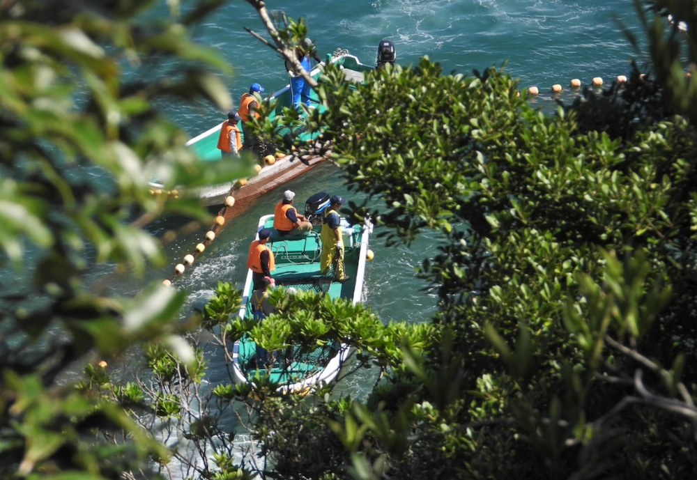 Four dolphins were taken captive in the first drive of the 2020/21 dolphin hunting season, Taiji, Japan