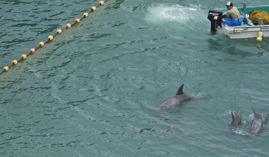 Slaughter of Risso’s dolphins, Taiji, Japan