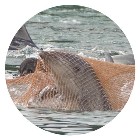 Take action petitions sign a petition to save taiji dolphins