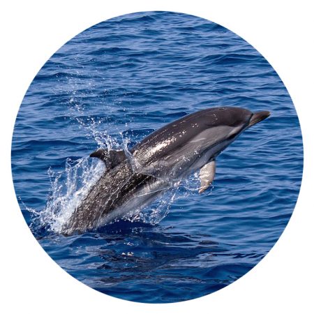 Take action wild Take action wild