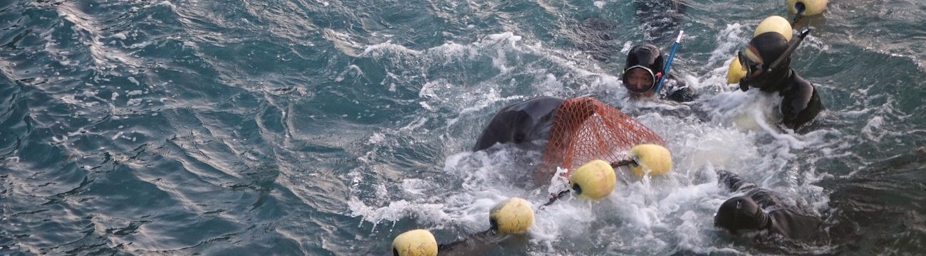 Save dollphins from the cove, taiji japan