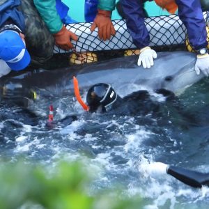 Brutal captive selection of bottlenose dolphins, Taiji, Japan
