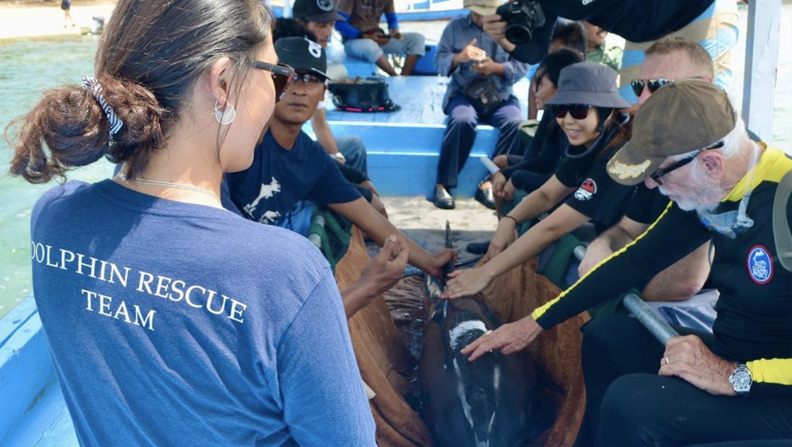 Dolphin Project Team