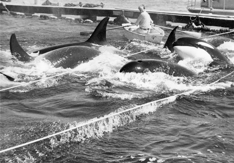 Penn Cove orca roundup scene, Aug 1970