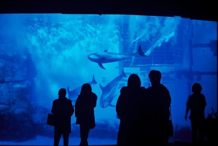 Shot of underwater viewing window, dolphins, Port of Nagoya Aquarium
