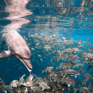 Johnny swims amongst fish at the Umah Lumba Center, Bali, Indonesia