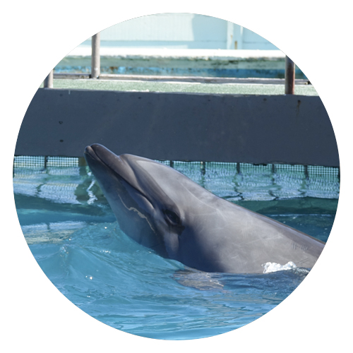 Dolphins do not belong in captivity