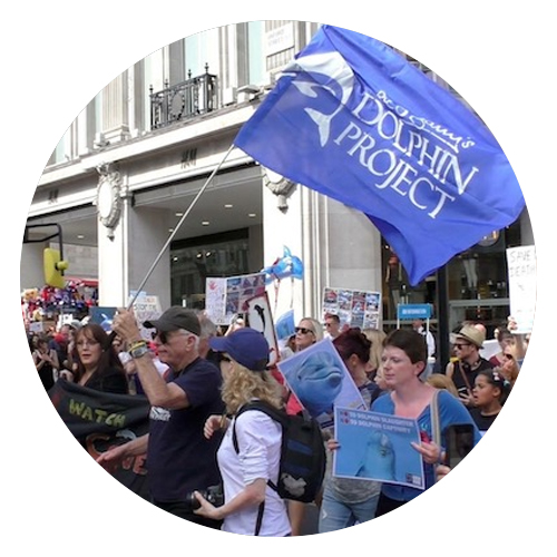 Dolphin Project in Action at a London Demo
