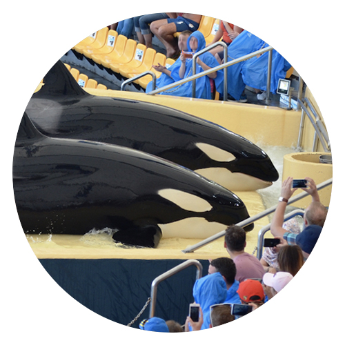 Orcas do not belong in captivity