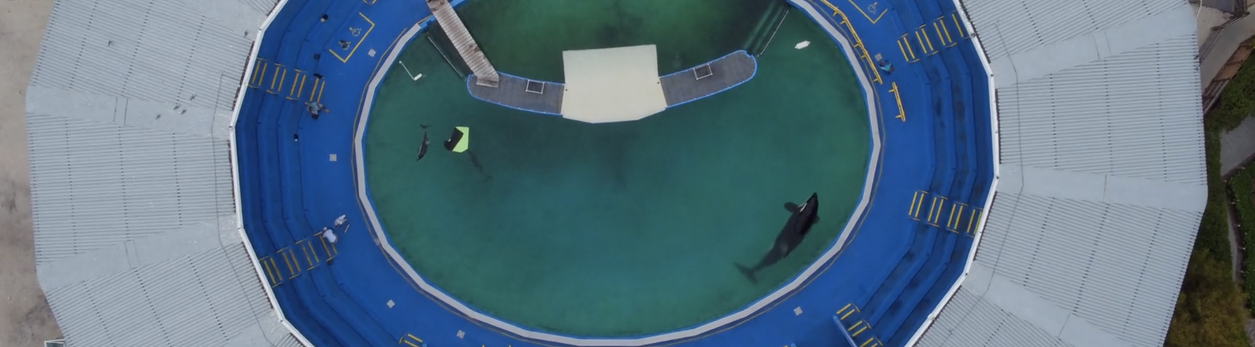 Banner - Lolita Miami Seaquarium