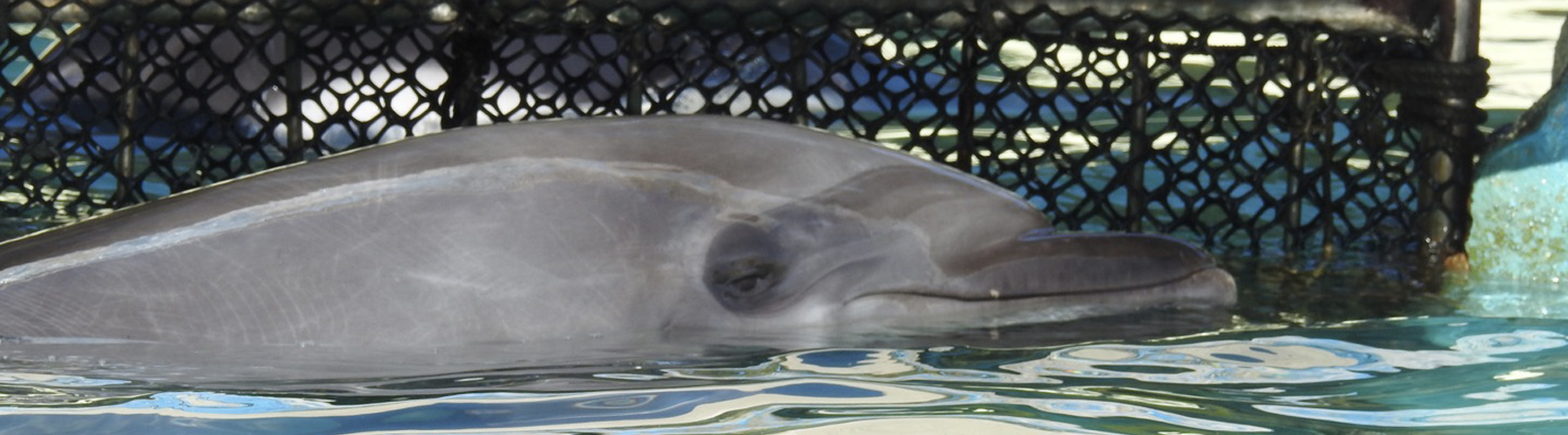 Dolphin Captivity Industry Banner